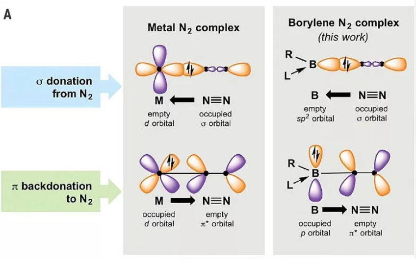 过渡金属与硼宾化合物对氮气的结合, DOI:10.1126/science.aaq1684